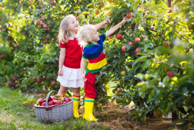 Sing Play Learn with MacPhail® Apple Picking Activity